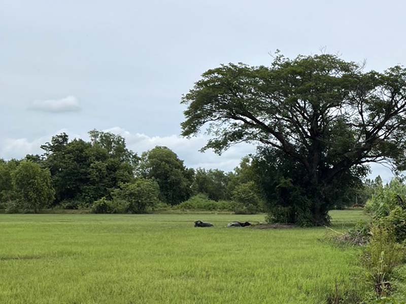 ขายที่ดินศรีสะเกษ