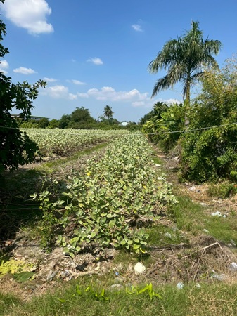 ที่ดินเปล่า