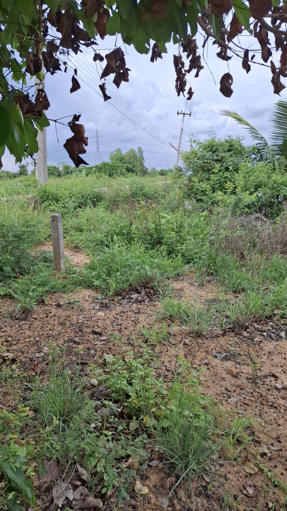 ขายที่ถมแล้ว ขายถูก ใกล้ถนนทางหลวง 3025 ( ท่าข้าม-สระสี่เหลี่ยม ) เนื้อที่  200  ตรว. ต.ท่าข้าม อ.พน